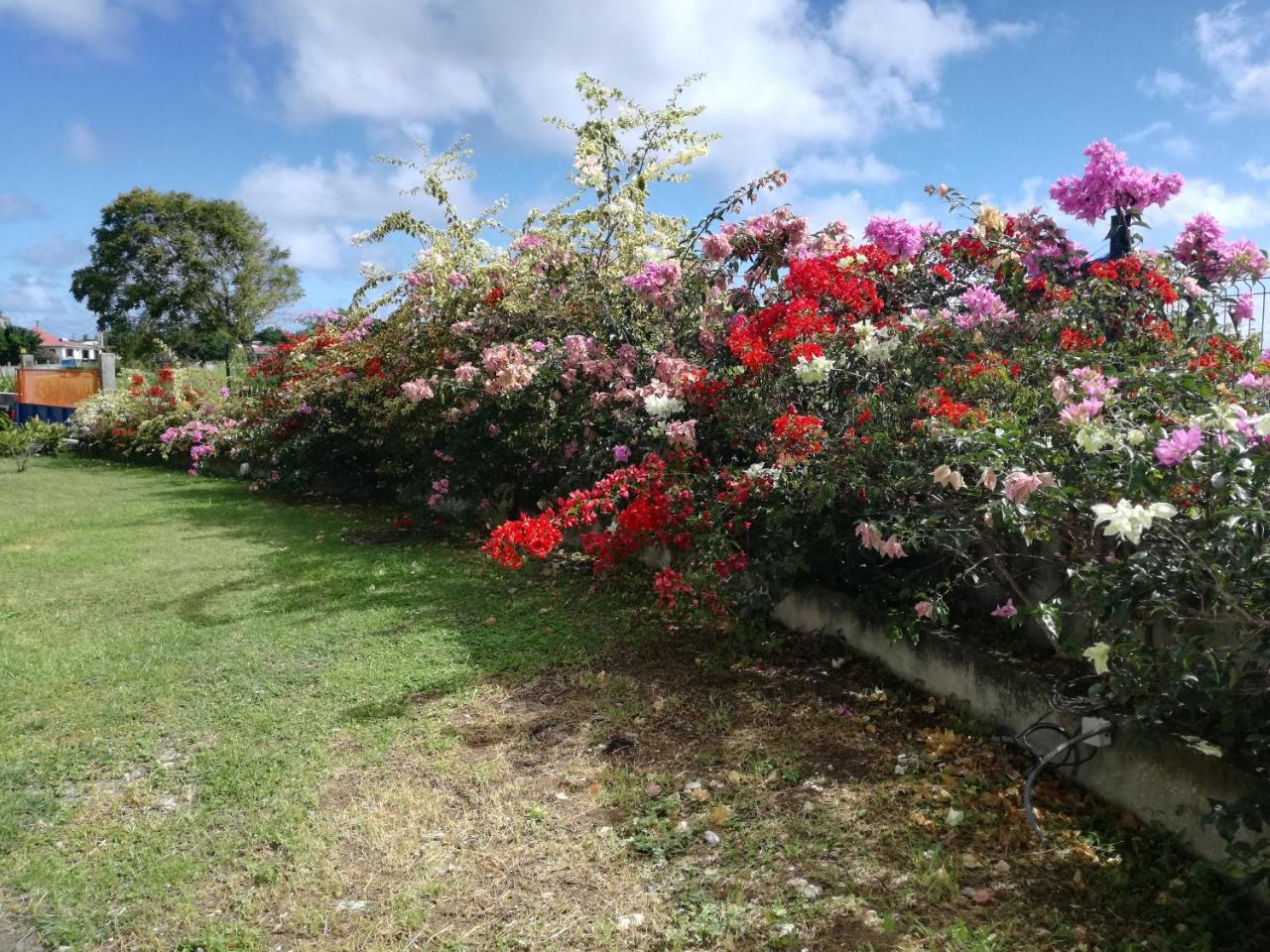 Au Jardin De Beausejour Hotel Capesterre ภายนอก รูปภาพ